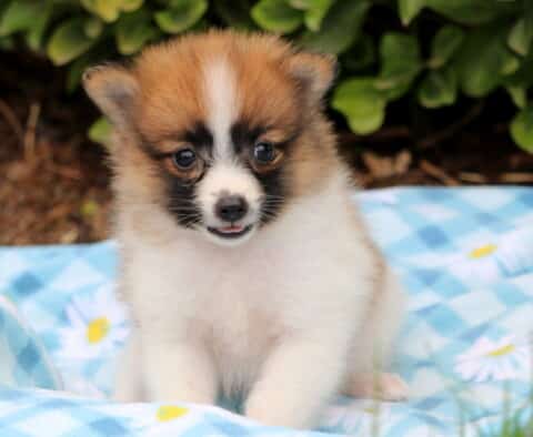 Brown and white Pomeranian puppy with a fluffy coat sitting on a blue checkered blanket, looking forward with a tiny open mouth and bright curious eyes.