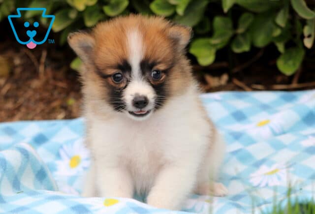 Brown and white Pomeranian puppy with a fluffy coat sitting on a blue checkered blanket, looking forward with a tiny open mouth and bright curious eyes. image