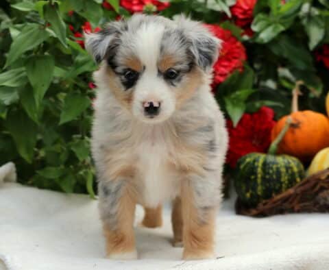 Sundance Mini Aussiedoodle