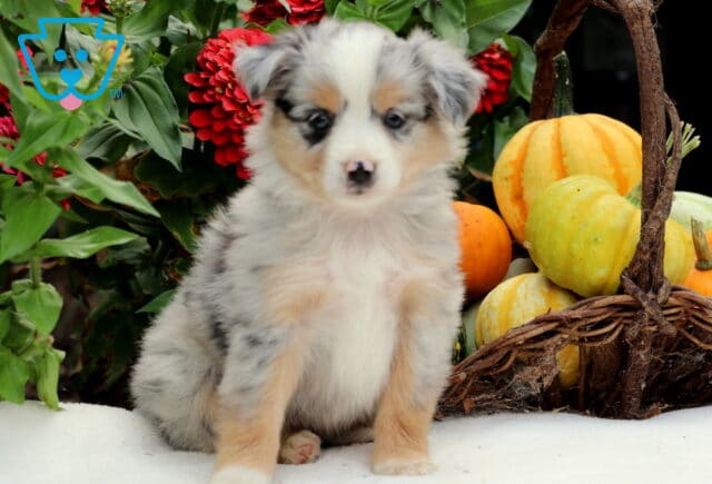 Sundance Mini Aussiedoodle2 image