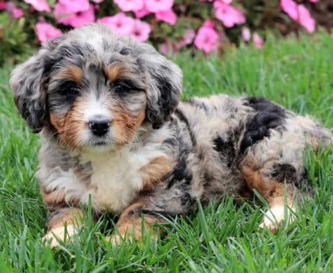 Merle Mini Bernedoodle puppy with fluffy gray and tan coat lying in green grass.