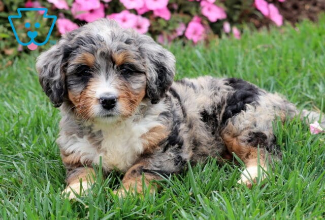 Merle Mini Bernedoodle puppy with fluffy gray and tan coat lying in green grass. image