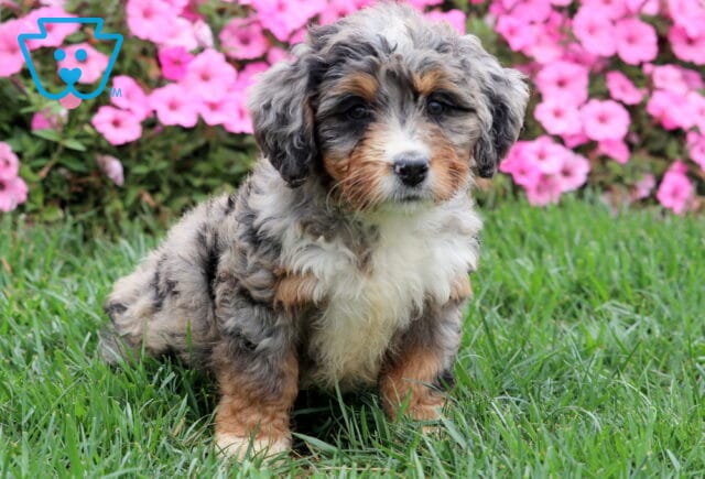 Merle Mini Bernedoodle puppy with curly gray, black, and tan coat standing on green grass. image