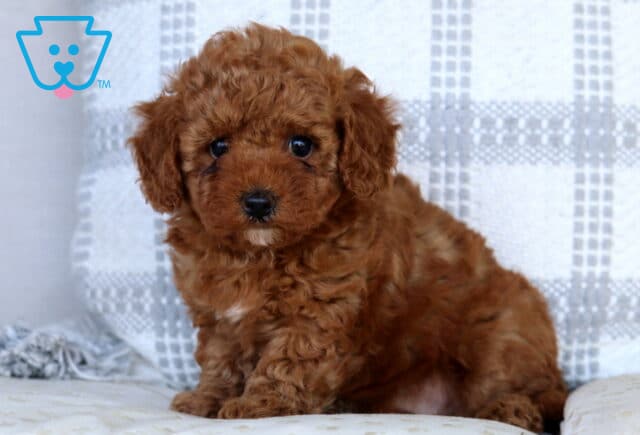 Sunshine Mini Goldendoodle image