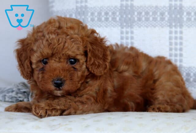 Sunshine Mini Goldendoodle2 image
