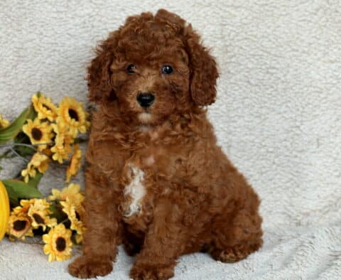 Adorable Mini Poodle puppy with a rich reddish-brown curly coat and a small white patch on its chest, sitting on a soft beige blanket beside a pumpkin and bright yellow sunflowers.