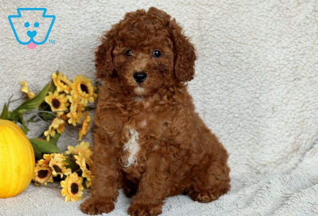 Adorable Mini Poodle puppy with a rich reddish-brown curly coat and a small white patch on its chest, sitting on a soft beige blanket beside a pumpkin and bright yellow sunflowers. image