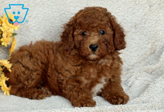 Sweet Mini Poodle puppy with a rich reddish-brown curly coat and a small white patch on its chest, lying on a soft beige blanket beside bright yellow sunflowers. image