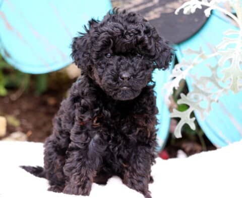 Sweetie Mini Poodle