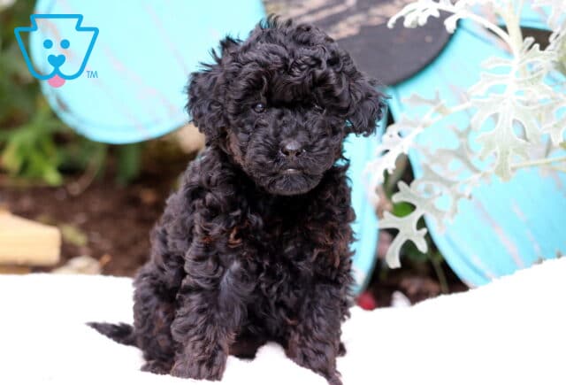 Sweetie Mini Poodle image