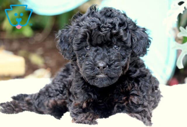 Sweetie Mini Poodle2 image