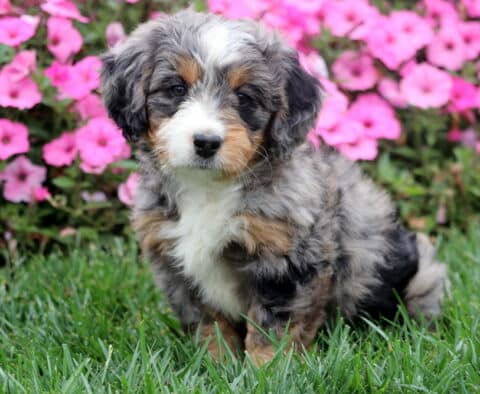 Merle Mini Bernedoodle puppy with fluffy gray, black, and tan coat sitting on green grass.