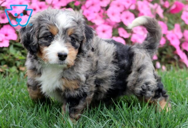 Cute Mini Bernedoodle puppy outdoors with tricolor merle markings and curly fur. image
