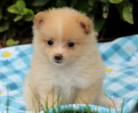 Fluffy cream-colored Pomeranian puppy sitting on a blue checkered blanket with daisy patterns, looking forward with big dark eyes.