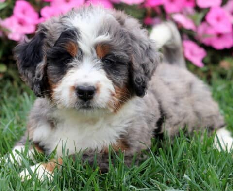 Merle Mini Bernedoodle puppy with curly gray, black, and white fur lying on grass.