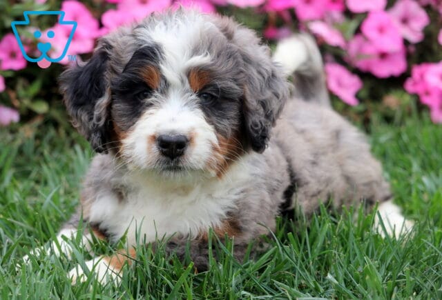 Merle Mini Bernedoodle puppy with curly gray, black, and white fur lying on grass. image