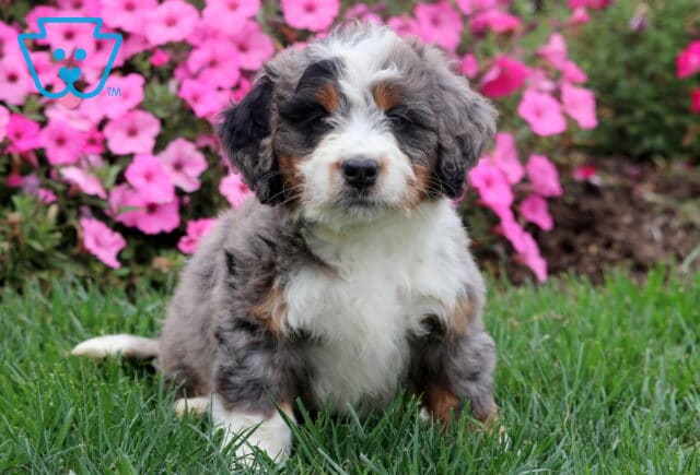Merle Mini Bernedoodle puppy with fluffy coat sitting in grass in front of pink flowers. image