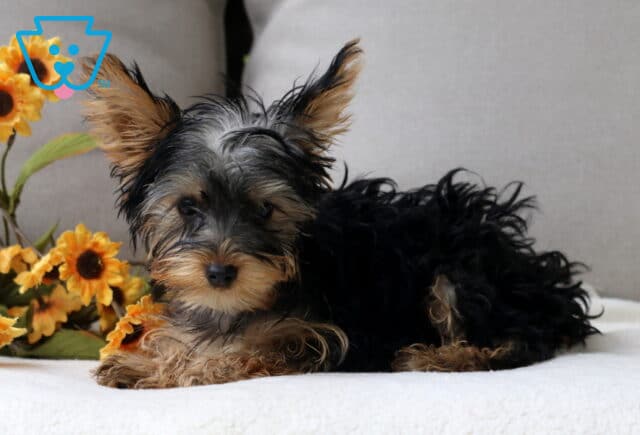 Sweet Yorkshire Terrier puppy with large perky ears and a fluffy black-and-tan coat lying on a soft surface beside bright yellow sunflowers. image