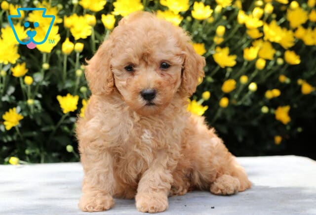 Fluffy apricot Yorkiepoo puppy sitting on a stone surface with bright yellow flowers in the background. image