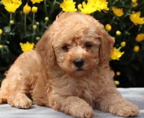 Curly-coated apricot Yorkiepoo puppy lying down on a stone surface with bright yellow flowers in the background.
