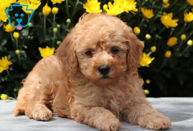 Curly-coated apricot Yorkiepoo puppy lying down on a stone surface with bright yellow flowers in the background. image