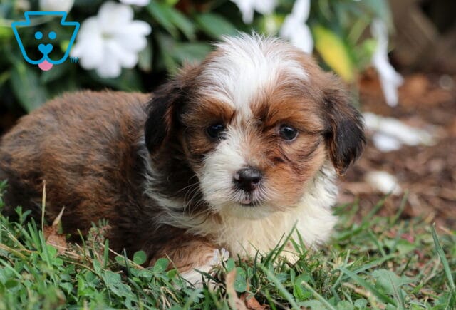 Toby Havanese image