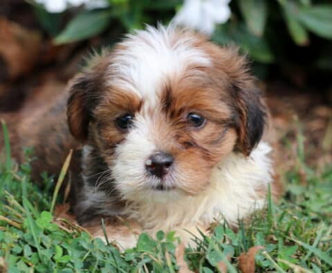 Toby Havanese2