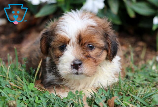 Toby Havanese2 image
