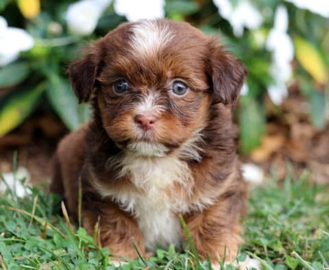 Tootsie Havanese