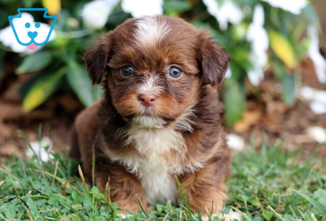 Charming brown Havanese puppy with a white chest and a white blaze on its forehead, sitting in green grass with flowers in the background. image