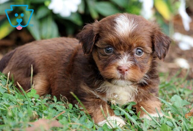 Brown Havanese puppy with soft fur, a white chest, and a white blaze on its forehead lying in the grass near blooming flowers. image