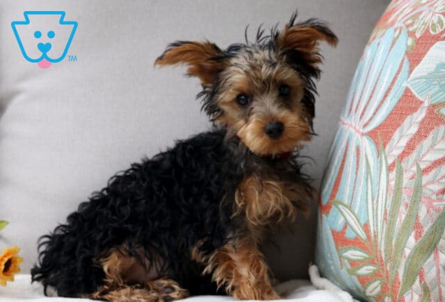 Sweet Yorkshire Terrier puppy with fluffy black and tan fur, sitting against a patterned pillow, looking curiously at the camera with perked ears. image