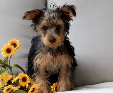 Tootsie Yorkie Retake2