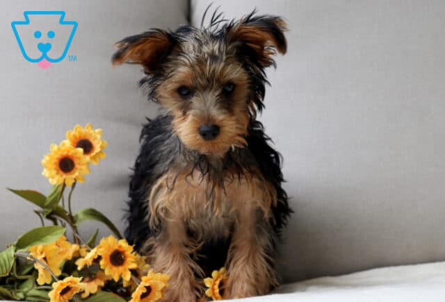 Adorable Yorkie puppy with soft black and tan fur, sitting beside bright yellow sunflowers on a light cushion, gazing sweetly at the camera. image