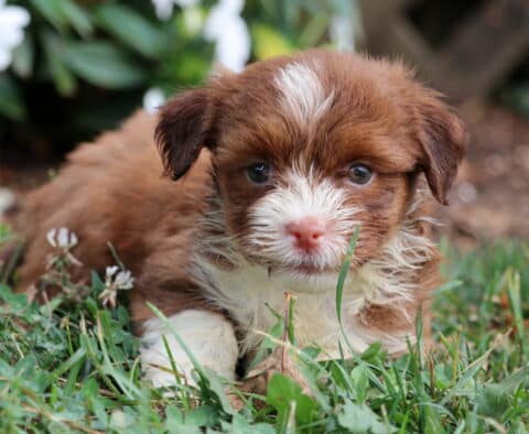 Tori Havanese