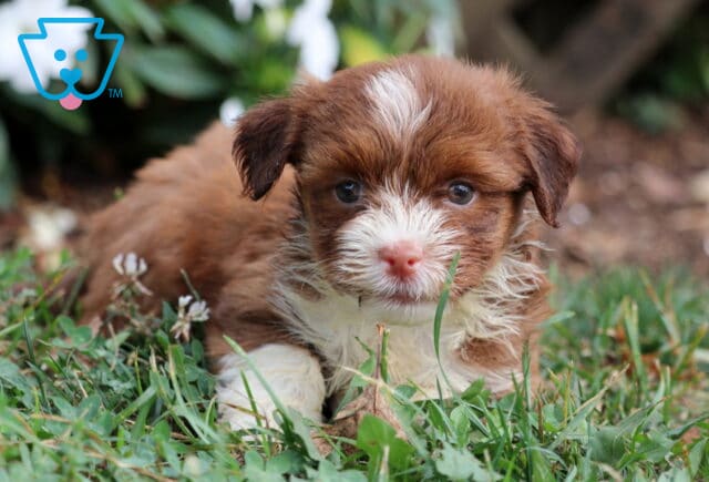 Tori Havanese image