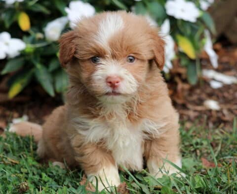 Turk Havanese