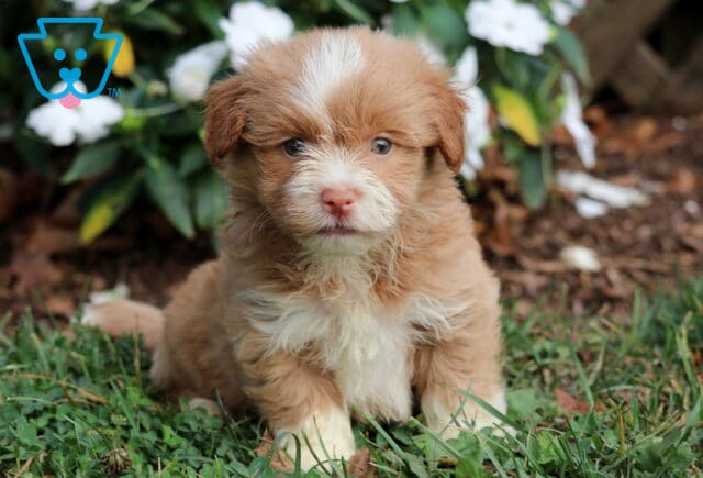 Turk Havanese image
