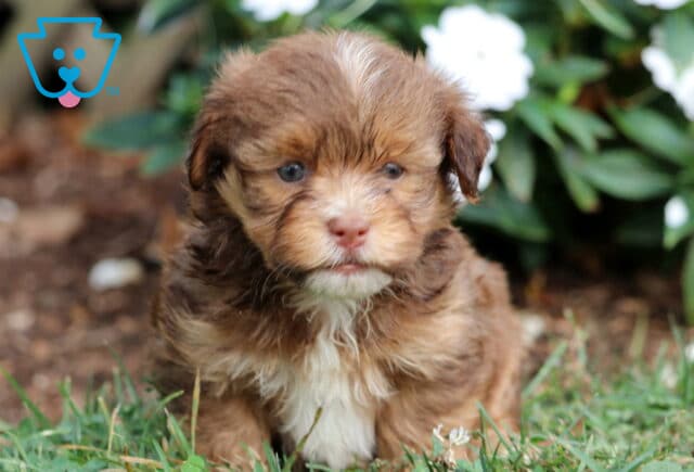 Turner Havanese image