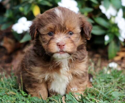 Turner Havanese2