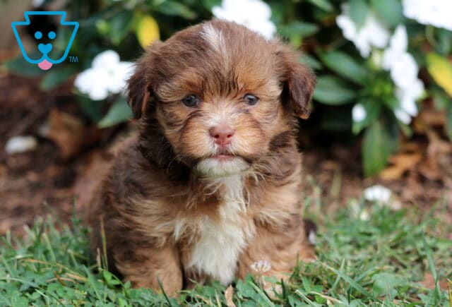 Turner Havanese2 image