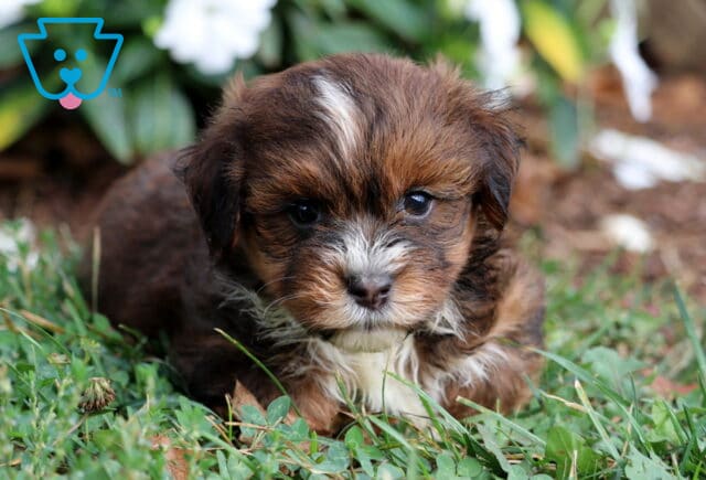 Turtle Havanese image