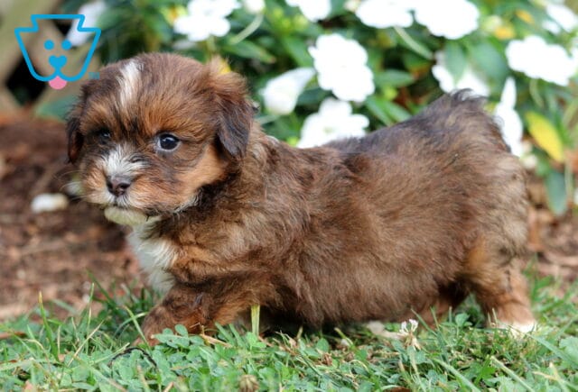 Turtle Havanese2 image