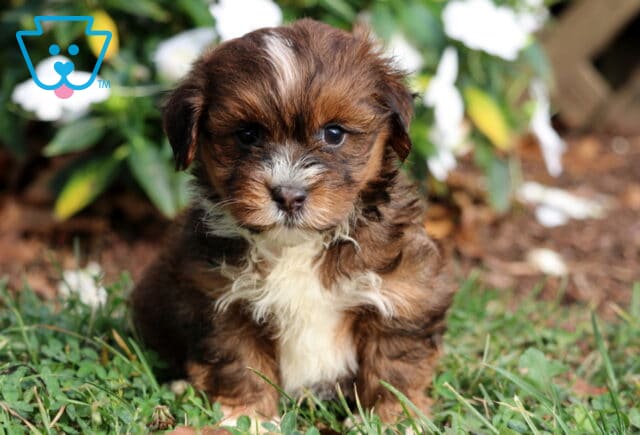 Turtle Havanese3 image