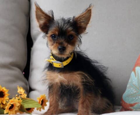 Twila Yorkie Retake