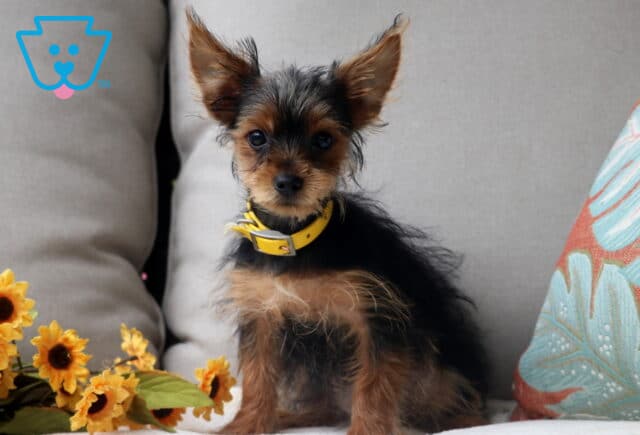 Adorable Yorkshire Terrier puppy with a fluffy black-and-tan coat, wearing a bright yellow collar, sitting upright on a cushion beside sunflowers and a colorful pillow. image