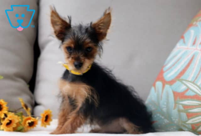 Adorable Yorkshire Terrier puppy with a fluffy black-and-tan coat, wearing a bright yellow collar, sitting upright on a cushion beside sunflowers and a colorful pillow. image