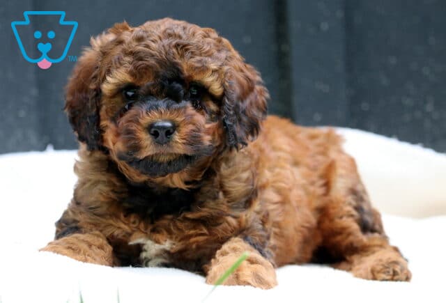 Walker Cavapoo image