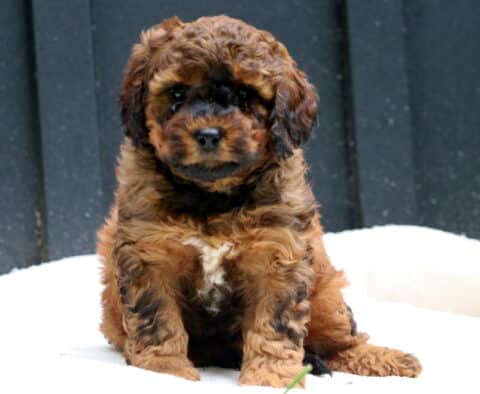 Walker Cavapoo2