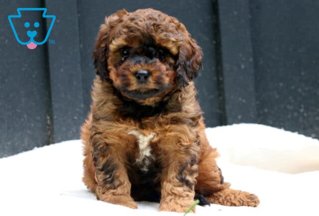 Walker Cavapoo2 image